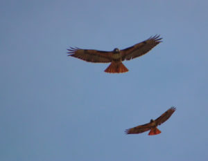 hawk eyes